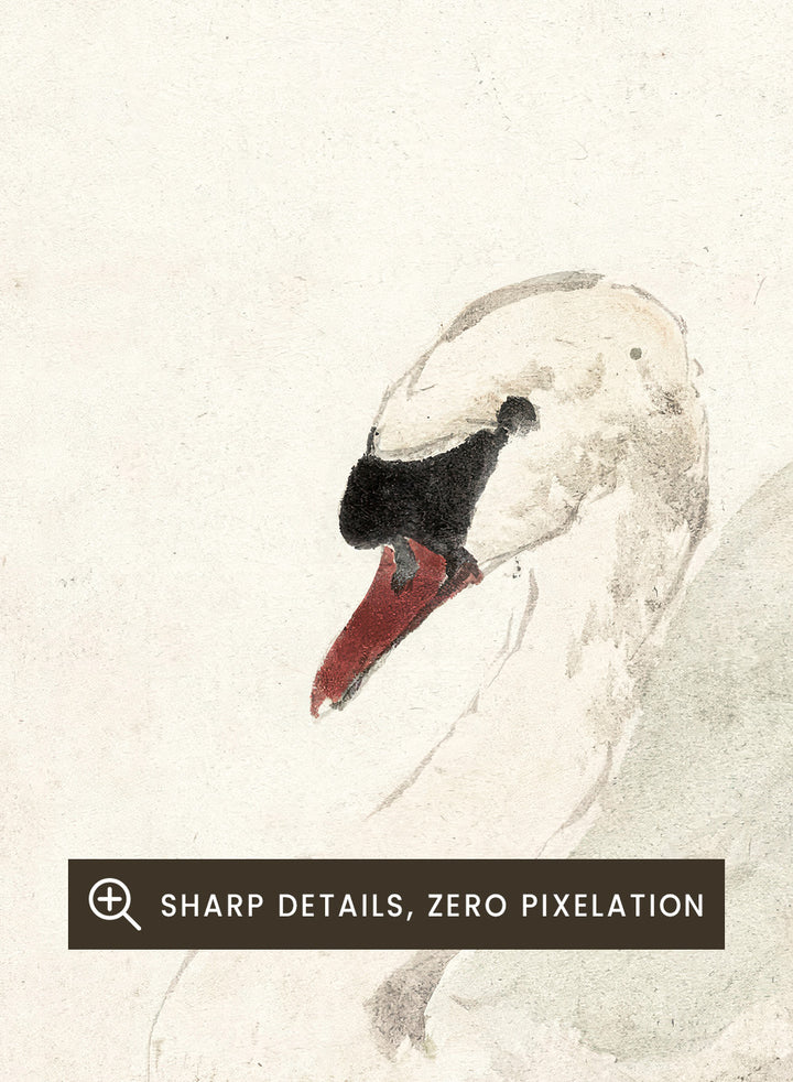 "Swan" Art Print