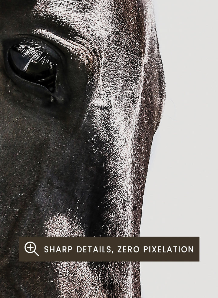 A framed photographic art print featuring a close-up portrait of a dark horse&