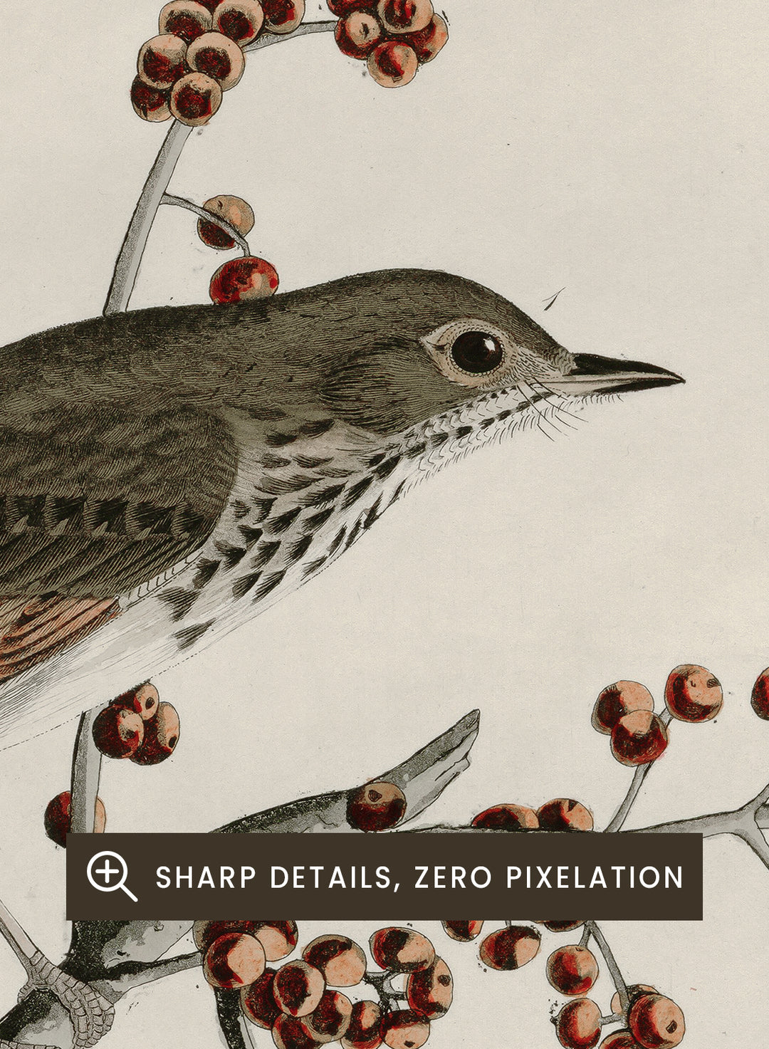 "Hermit Thrush" Art Print