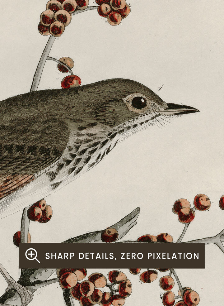 "Hermit Thrush" Art Print