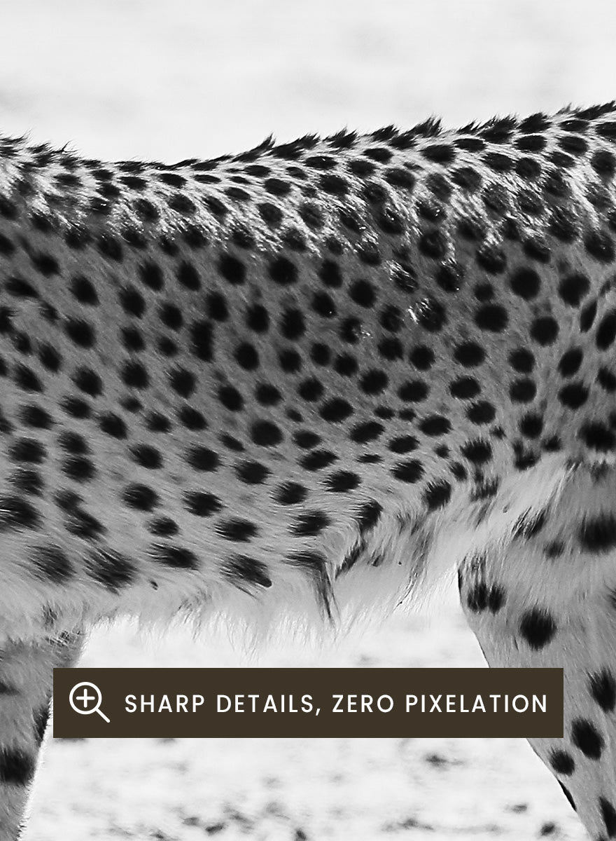 Black and white photographic art print of a cheetah walking across a sandy plain. Silent Pursuit by Shot by Clint black-and-white cheetah photography print featuring focused movement, detailed spots, and powerful wildlife imagery.