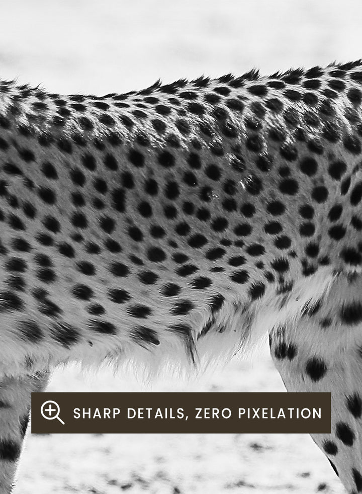 Black and white photographic art print of a cheetah walking across a sandy plain. Silent Pursuit by Shot by Clint black-and-white cheetah photography print featuring focused movement, detailed spots, and powerful wildlife imagery.