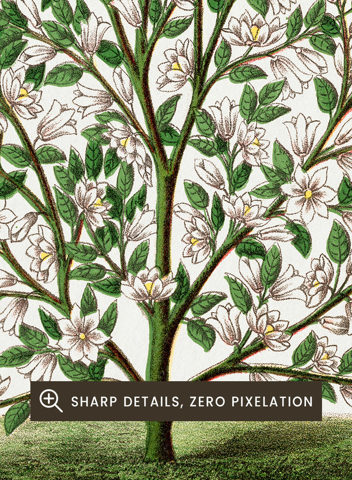 A vintage botanical illustration of a Hardy Magnolia tree, featuring detailed green leaves and clusters of white flowers, with a printed caption at the bottom on an off-white background. Shop the Hardy Magnolia Tree art print by Botanical Specimen Rochester Lithographing, a vintage botanical illustration featuring white magnolia flowers, green foliage, and original specimen text.