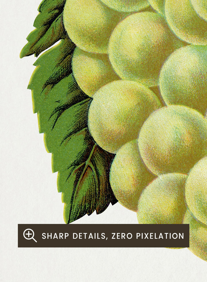 Vintage botanical illustration of a grape bunch with green leaves on a white page, captioned &