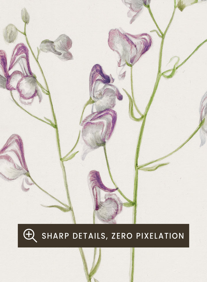 "Western Monkshood" Art Print