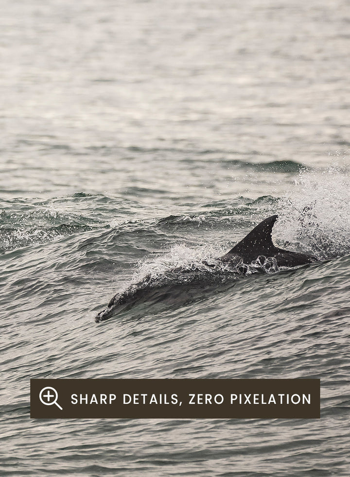 A framed photographic art print depicting dolphins swimming in a misty ocean with a bird flying in the distance. Ocean’s Dance by Shot by Clint ocean photography print featuring dolphins, rolling waves, a flying bird, and hazy coastal hills.