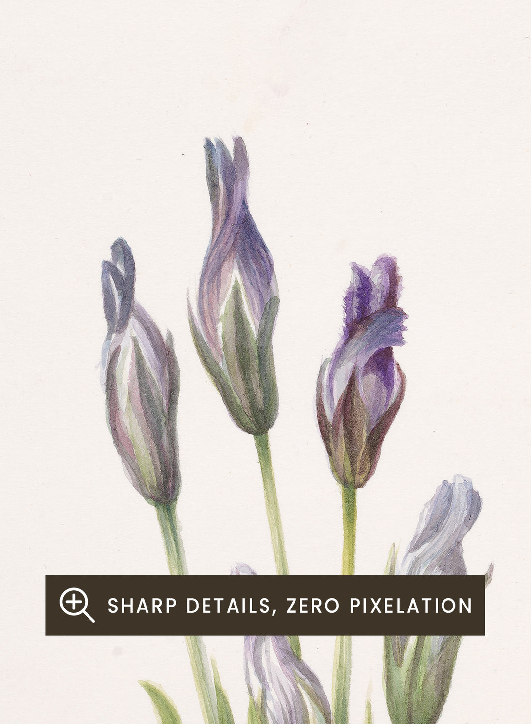 "Gentian" Art Print