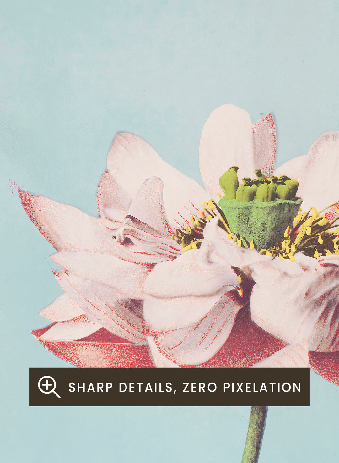 Ogawa Kazumasa Lotus Flowers Japanese Art Print OK01B