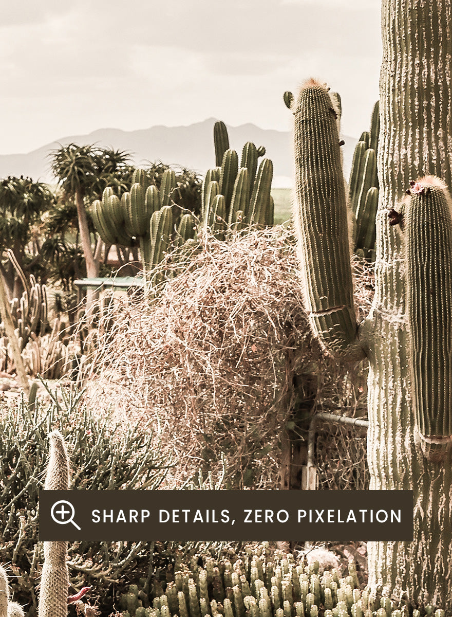 A framed art print depicting a desert landscape with various cacti and a tall saguaro under a cloudy sky. Cactus Farm by Shot by Clint desert photography print featuring towering cacti, winding garden paths, warm stone, and layered botanical texture.