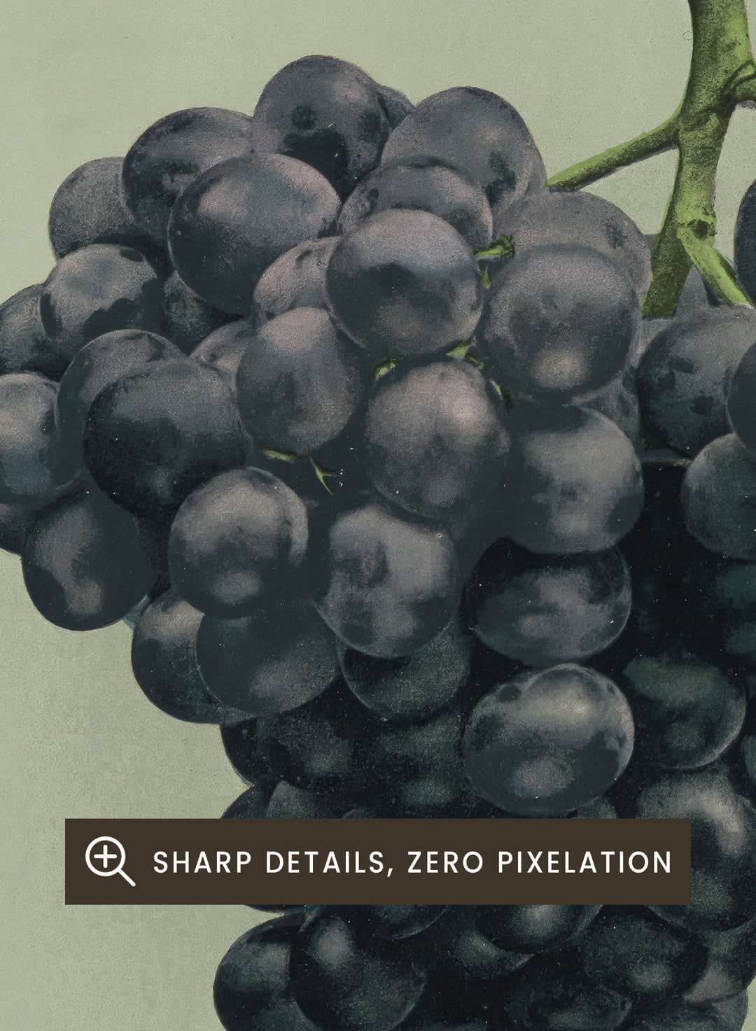 "Prize Black Alicante Grapes" Art Print