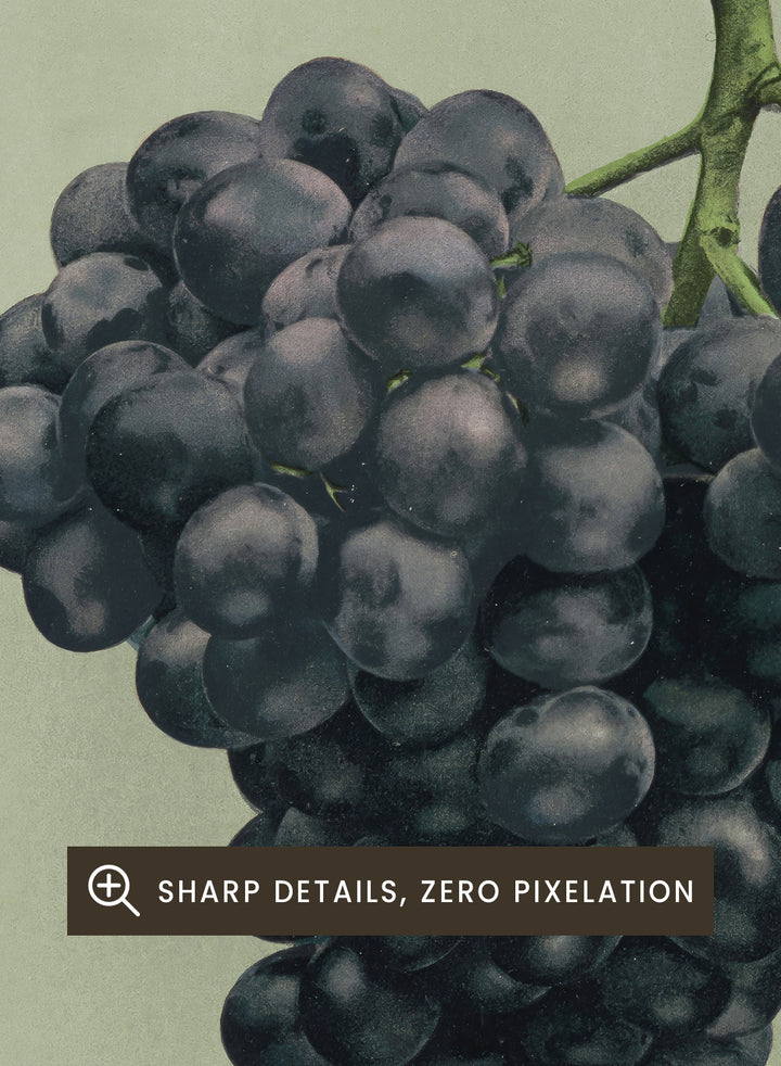"Prize Black Alicante Grapes" Art Print