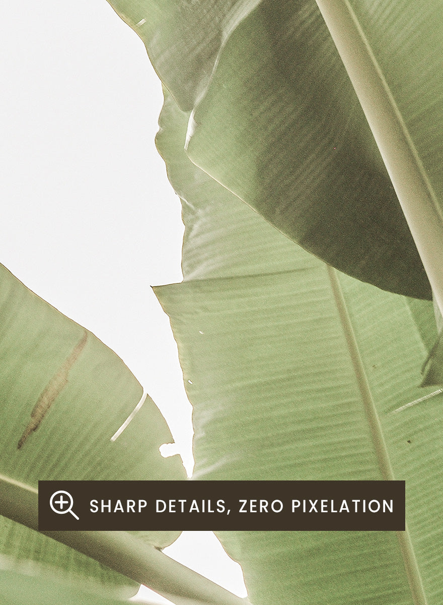 A framed botanical art print featuring large green banana leaves against a bright white background. Verdant Leafscape by Shot by Clint botanical photography print featuring layered banana leaves, pale green tones, natural texture, and bright tropical light.