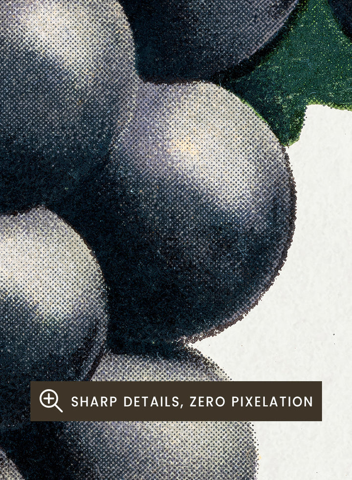 Vintage botanical illustration of a grape cluster hanging from a vine, with dark purple-black grapes and green leaves on a white background, captioned &
