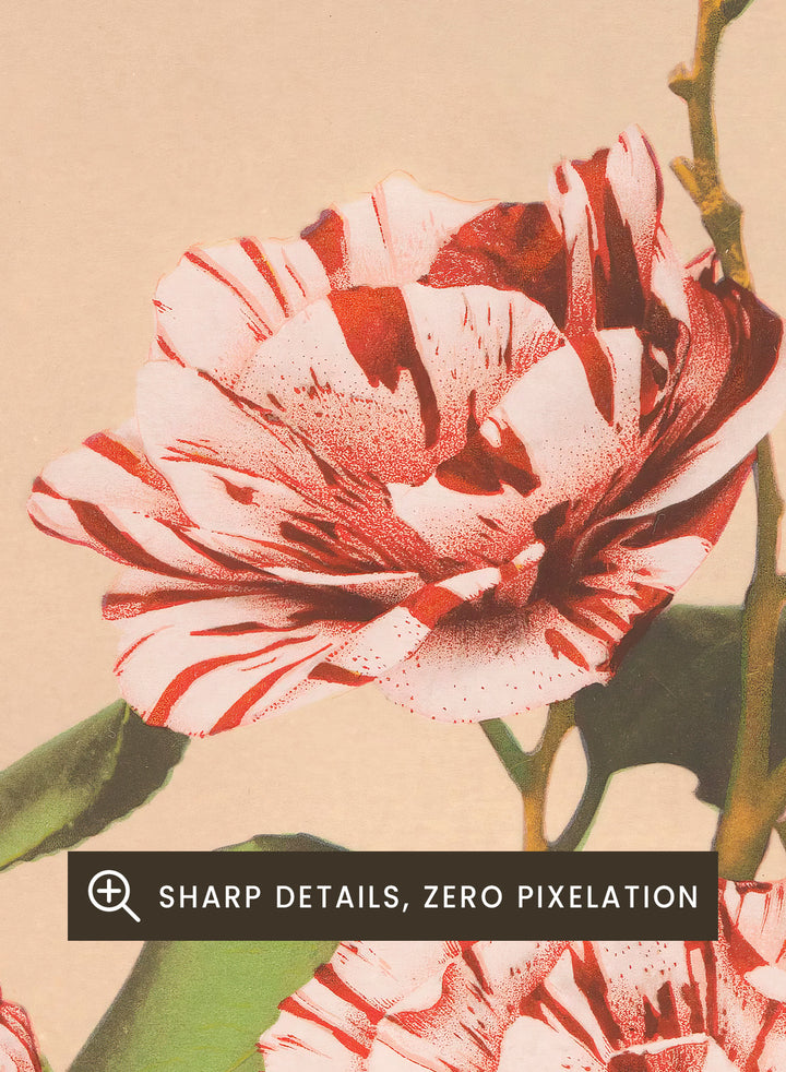 Ogawa Kazumasa Red Striped Camellias Flowers Japanese Art Print OK06B