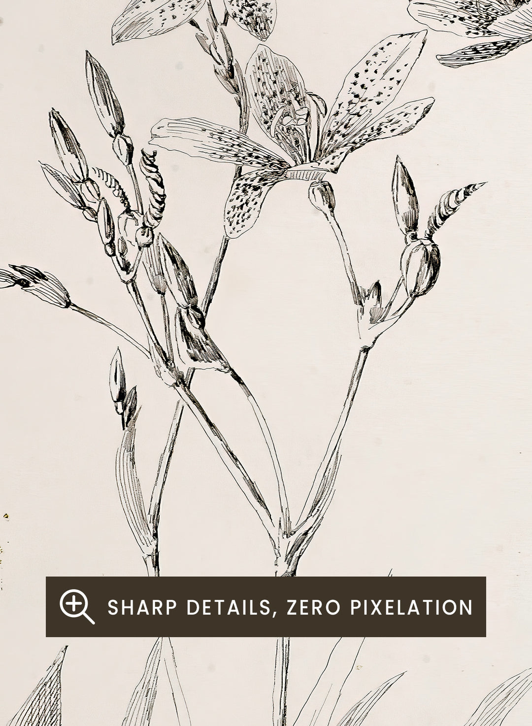 Botanical Study by George Elbert Burr is a vintage pen and ink botanical print of lilies, leaves, and berries, a detailed nature drawing for wall art.