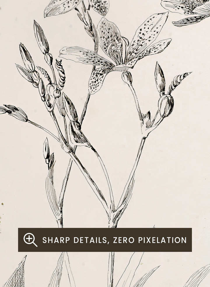 Botanical Study by George Elbert Burr is a vintage pen and ink botanical print of lilies, leaves, and berries, a detailed nature drawing for wall art.