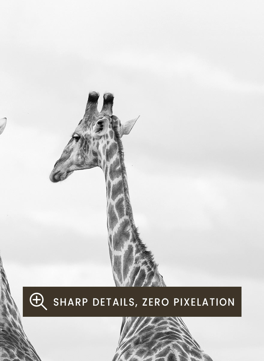 Black and white photographic art print depicting two giraffes in a savanna landscape with zebras and trees under a cloudy sky. Super Safari by Shot by Clint black-and-white wildlife photography print featuring two giraffes standing among zebras in the South African grasslands.