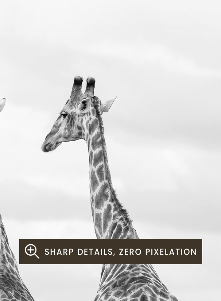 Black and white photographic art print depicting two giraffes in a savanna landscape with zebras and trees under a cloudy sky. Super Safari by Shot by Clint black-and-white wildlife photography print featuring two giraffes standing among zebras in the South African grasslands.