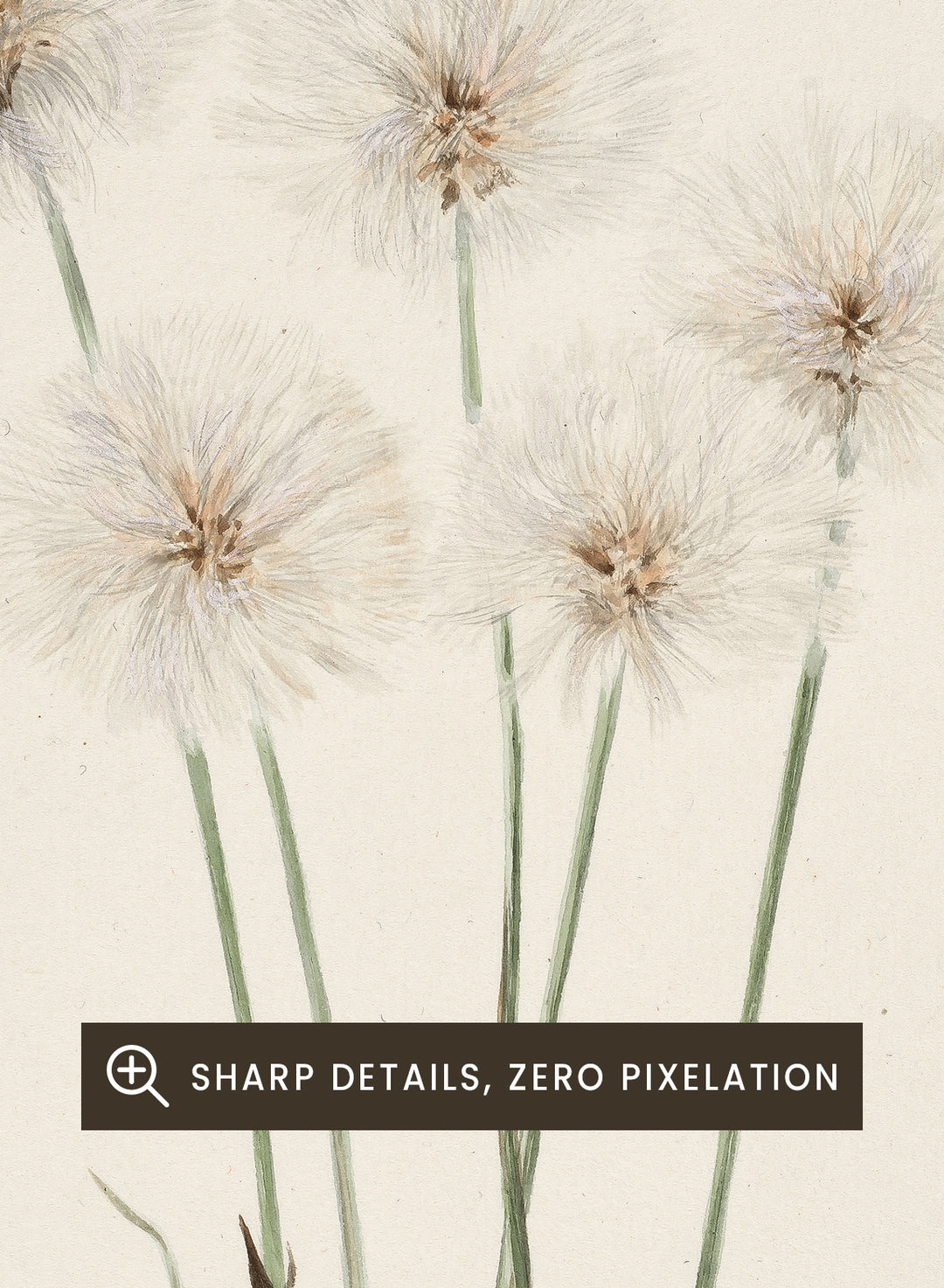 "Slender Cotton-Grass" Art Print