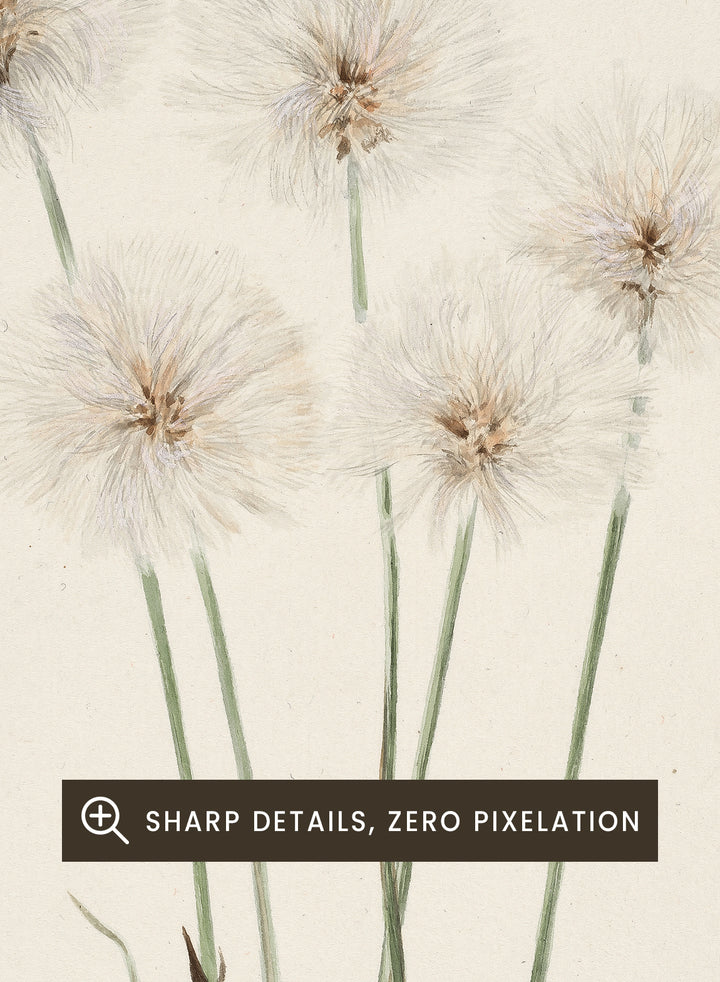 "Slender Cotton-Grass" Art Print
