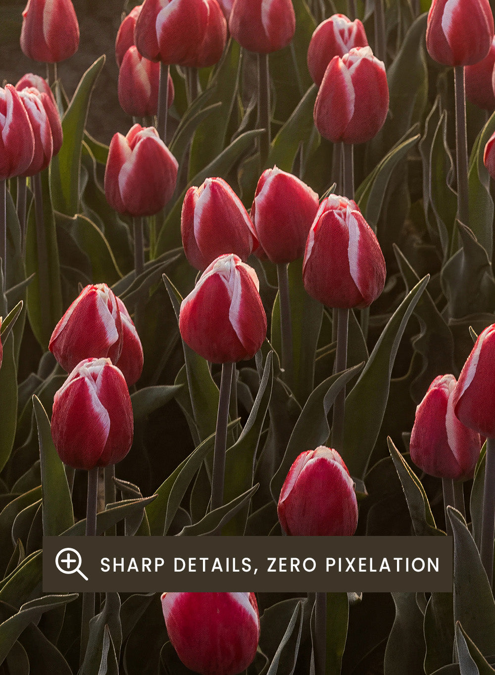 Field of pink tulips with a soft glow, likely from sunset or sunrise. Field of Flowers Art Print by Mareike Böhmer. Floral wall art photography featuring pink tulips. Officially licensed fine art print by German photographer Mareike Böhmer.