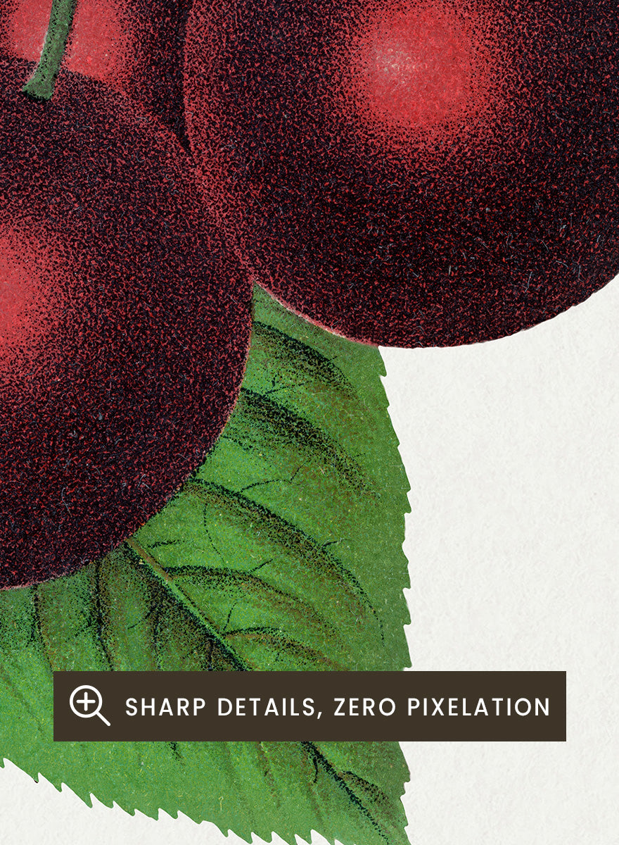 Black Tartarian Cherry Lithograph Art Print
