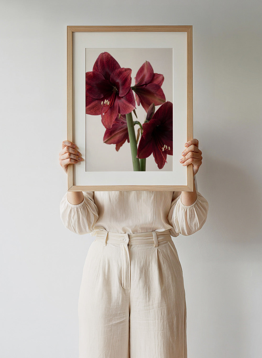 Close-up of dark red amaryllis flowers on a beige background. Red Amaryllis by Andreas Magnusson is a floral photography art print featuring bold red amaryllis flowers, modern botanical wall art style, and officially licensed artwork.