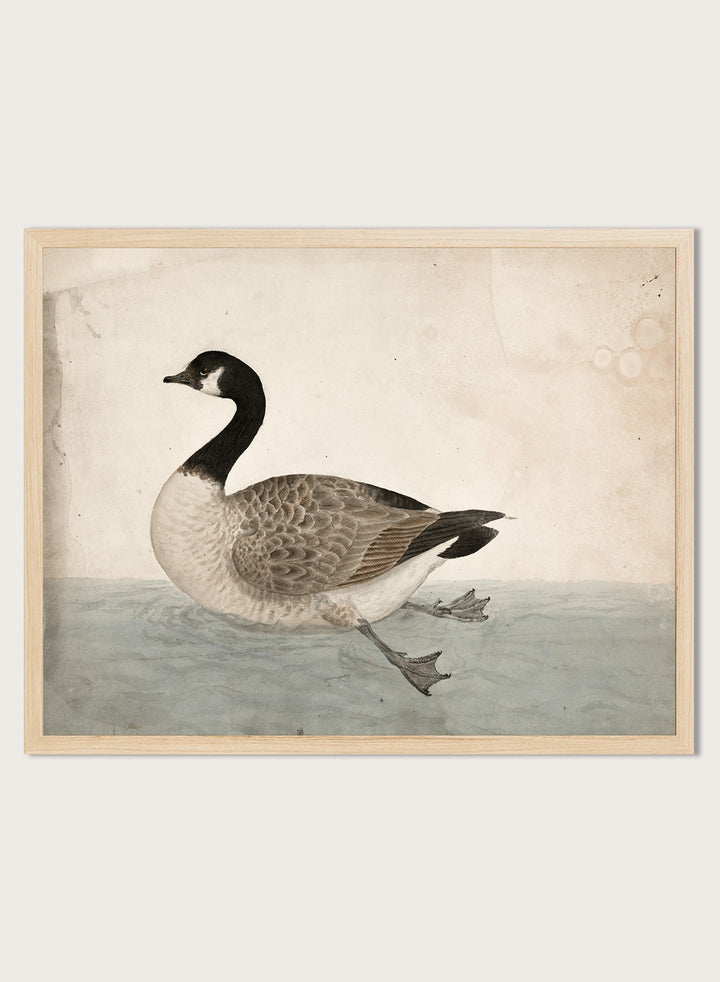 A Goose by James Sowerby is a vintage natural history animal print of a Canada goose swimming, a detailed bird study print for wall art lovers and collectors.