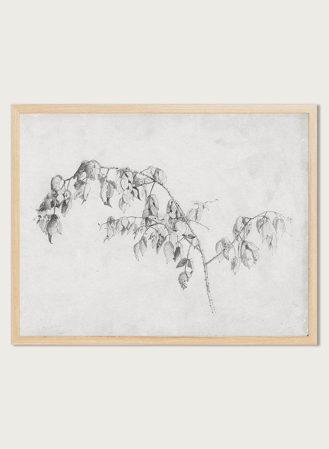 "Blackberry" Branch Sketch Art Print