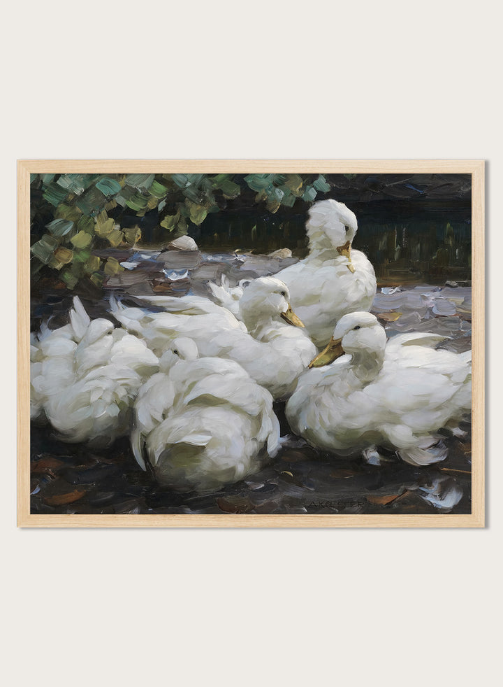 "Five Resting White Ducks" Art Print