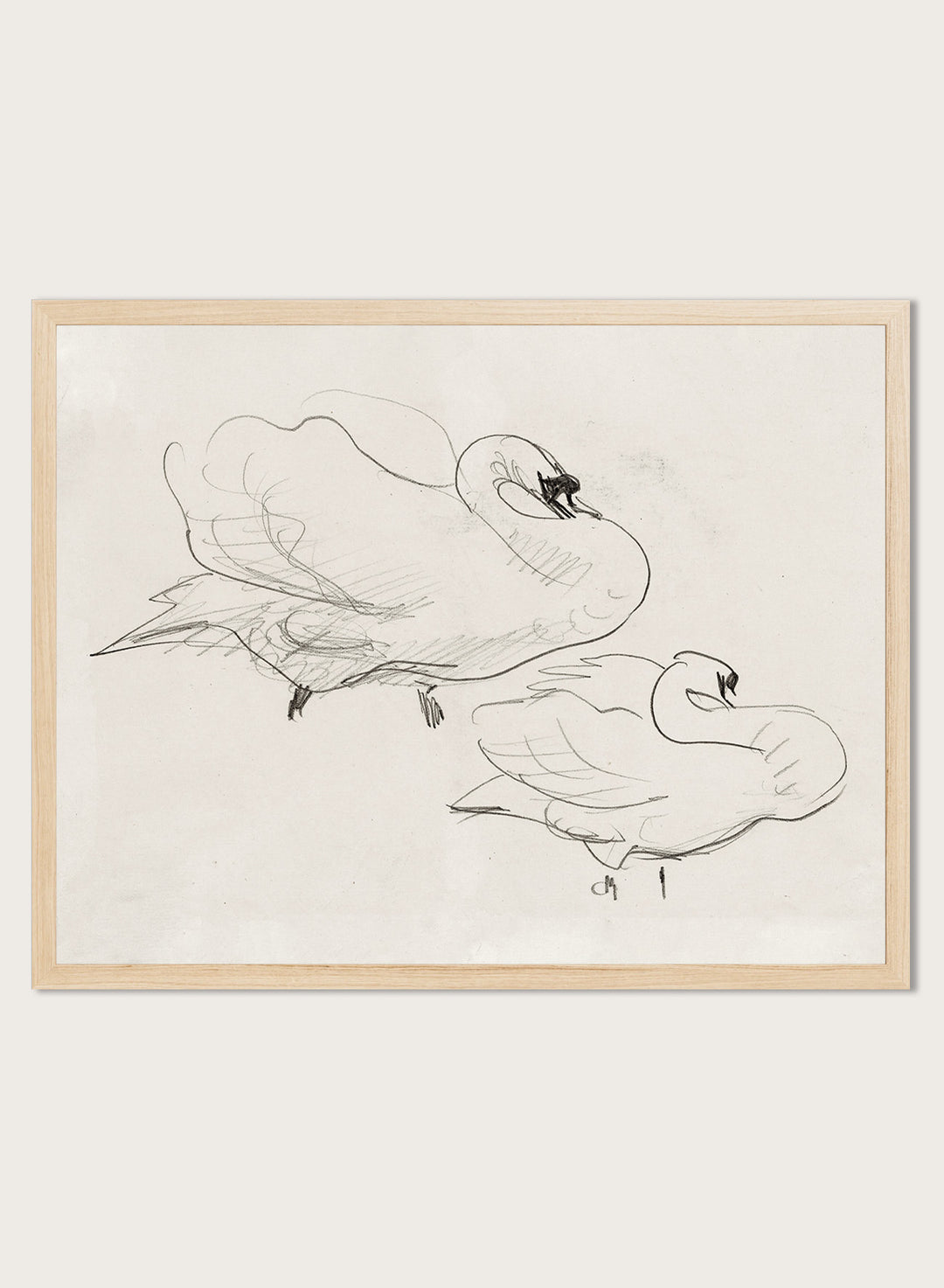 Studies of a Swan is a vintage pencil sketch print of two swans preening, a simple line drawing for a nature-inspired wall art collection.