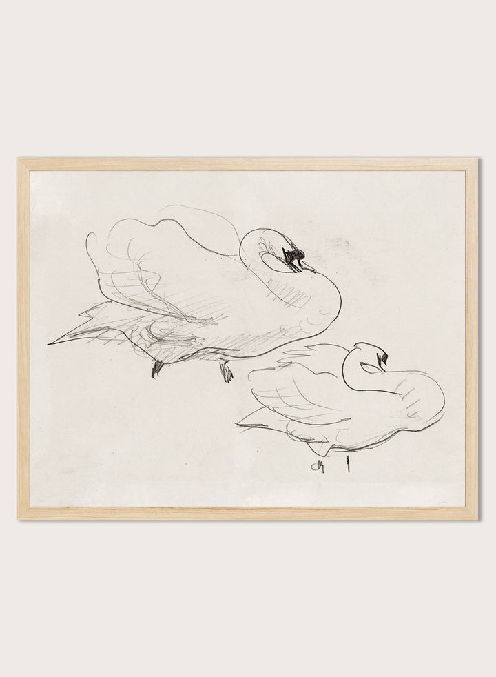 Studies of a Swan is a vintage pencil sketch print of two swans preening, a simple line drawing for a nature-inspired wall art collection.