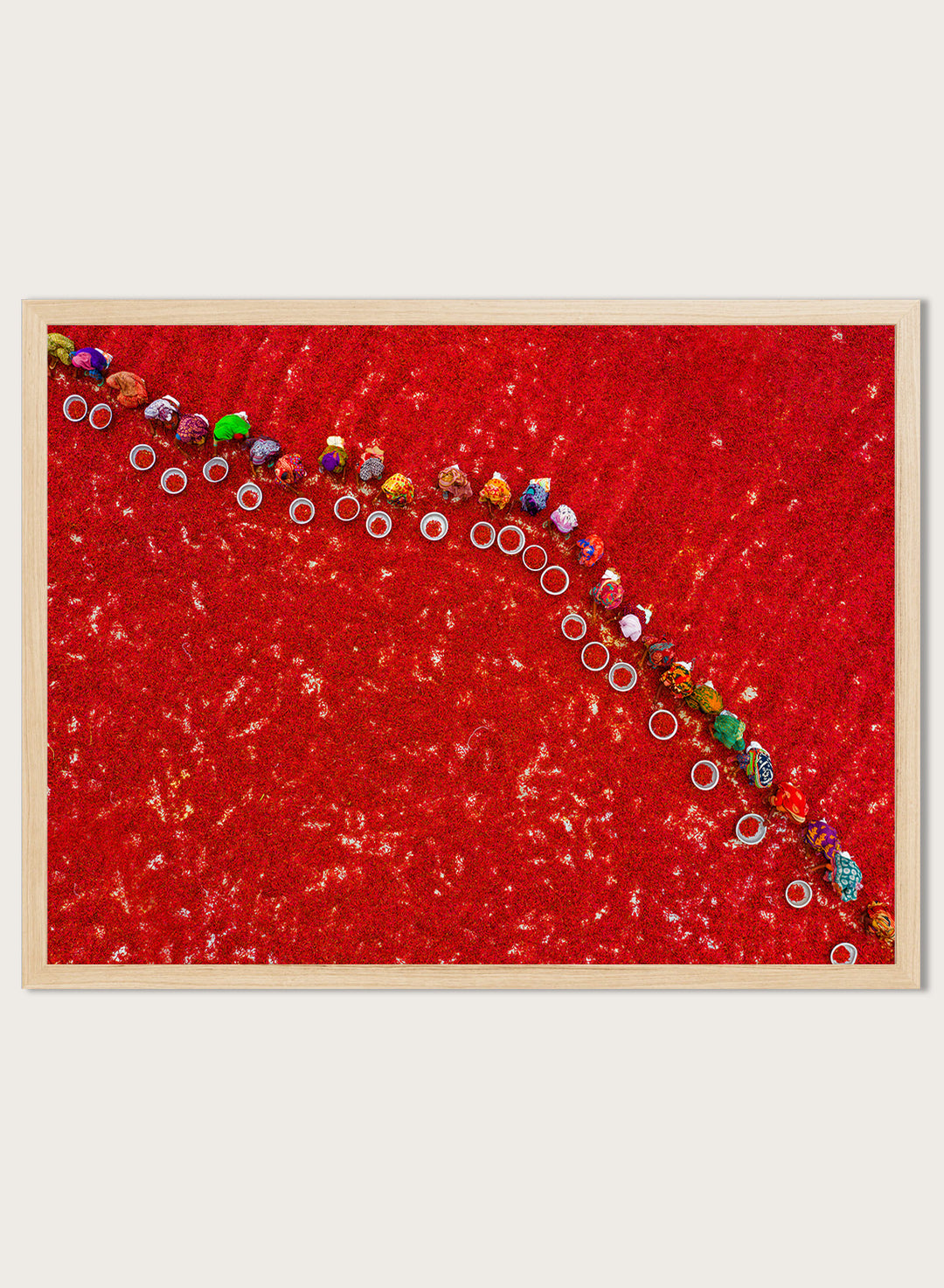 Picking Red Chilies by Azim Khan Ronnie aerial photography print showing workers harvesting red chilli fields Bangladesh, cultural documentary wall art poster