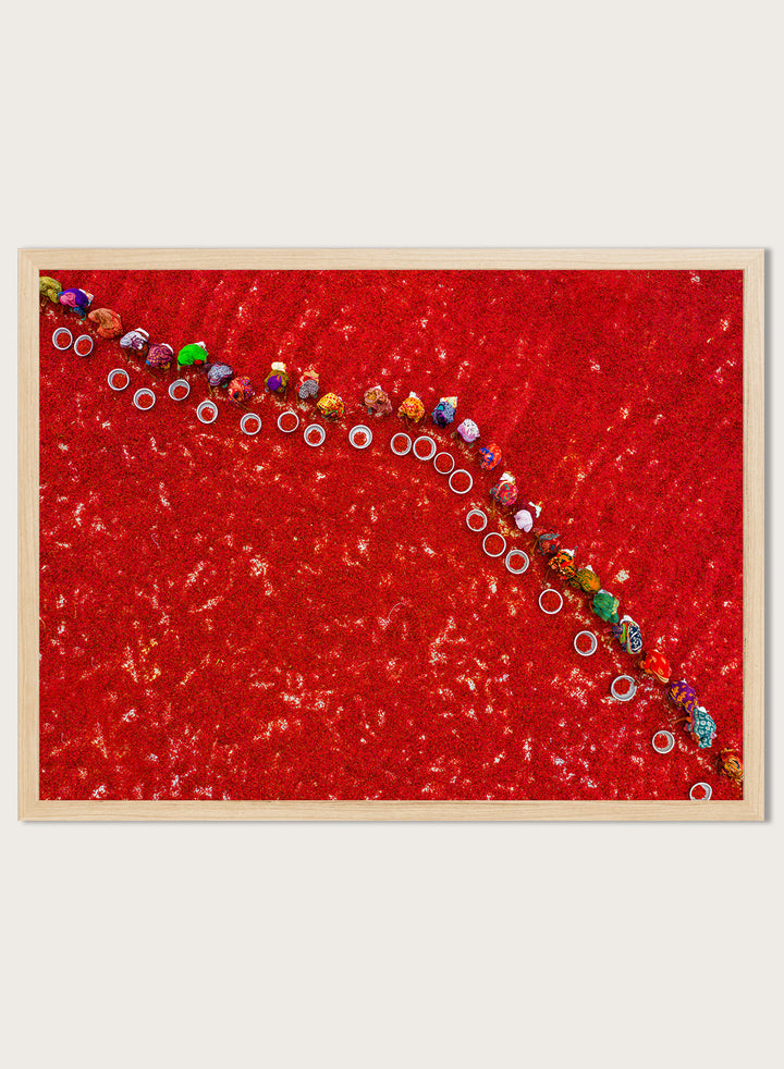 Picking Red Chilies by Azim Khan Ronnie aerial photography print showing workers harvesting red chilli fields Bangladesh, cultural documentary wall art poster
