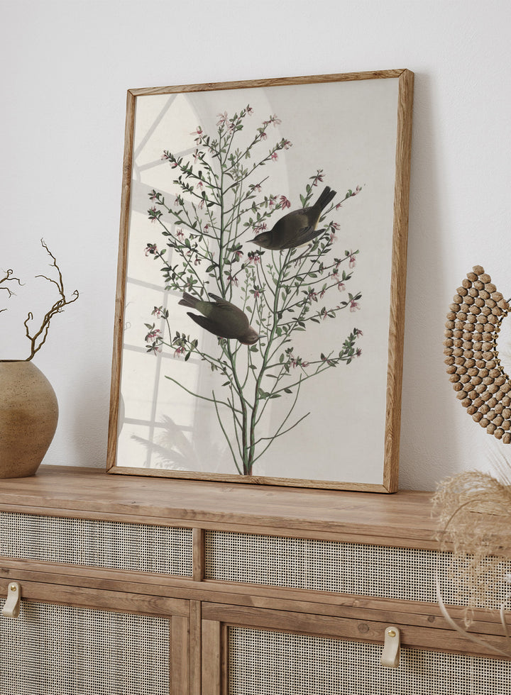 "Orange-crowned Warbler" Art Print