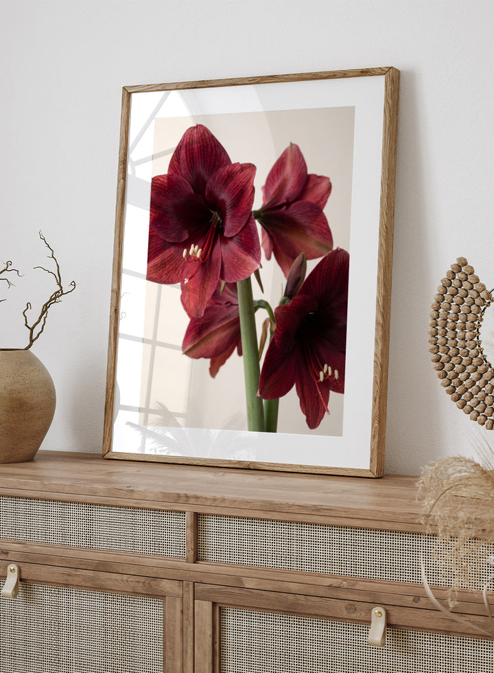 Close-up of dark red amaryllis flowers on a beige background. Red Amaryllis by Andreas Magnusson is a floral photography art print featuring bold red amaryllis flowers, modern botanical wall art style, and officially licensed artwork.