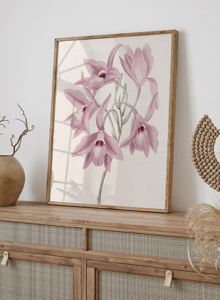 "Long-stalked Laelia" Art Print