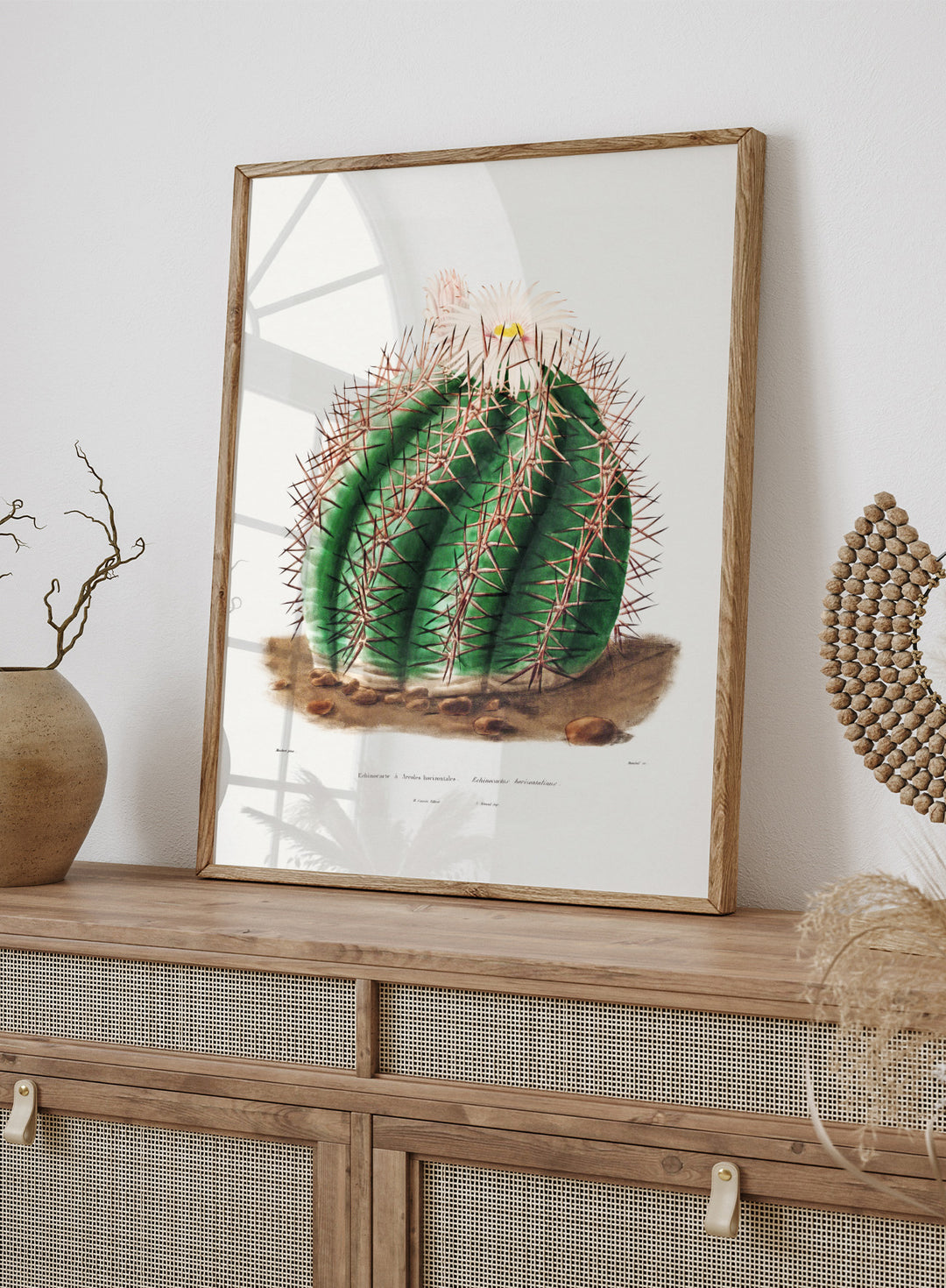 Turk's Head Cactus Vintage Art Print BA32