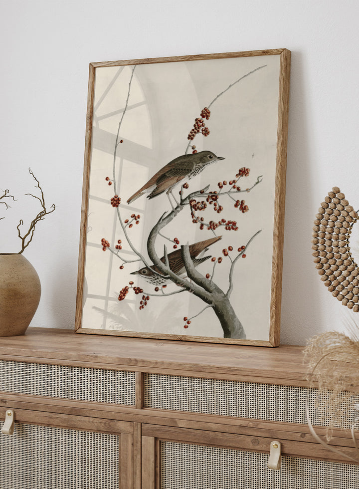 "Hermit Thrush" Art Print