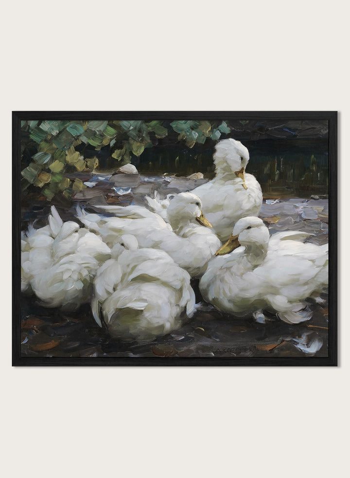 "Five Resting White Ducks" Art Print