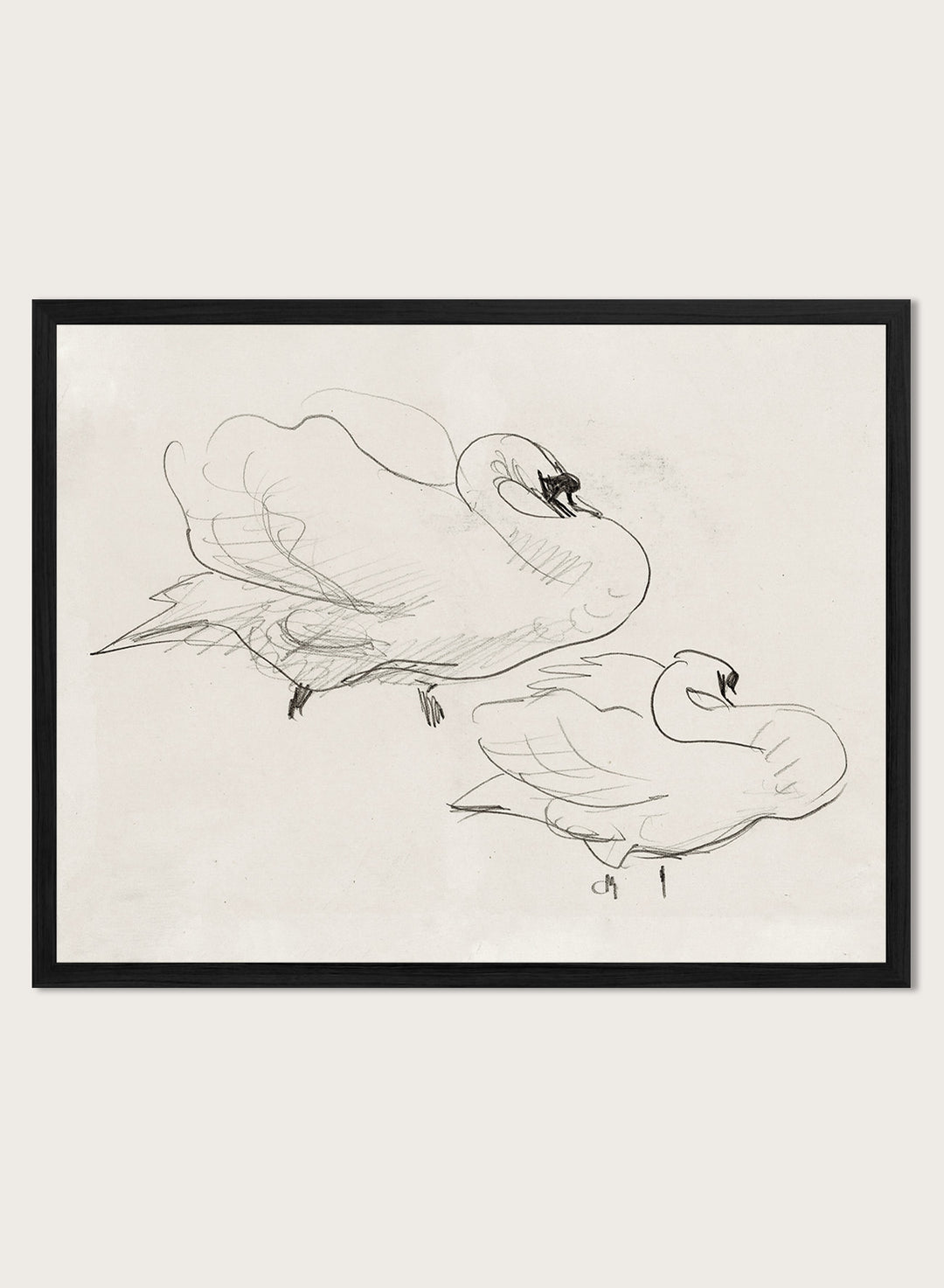 Studies of a Swan is a vintage pencil sketch print of two swans preening, a simple line drawing for a nature-inspired wall art collection.