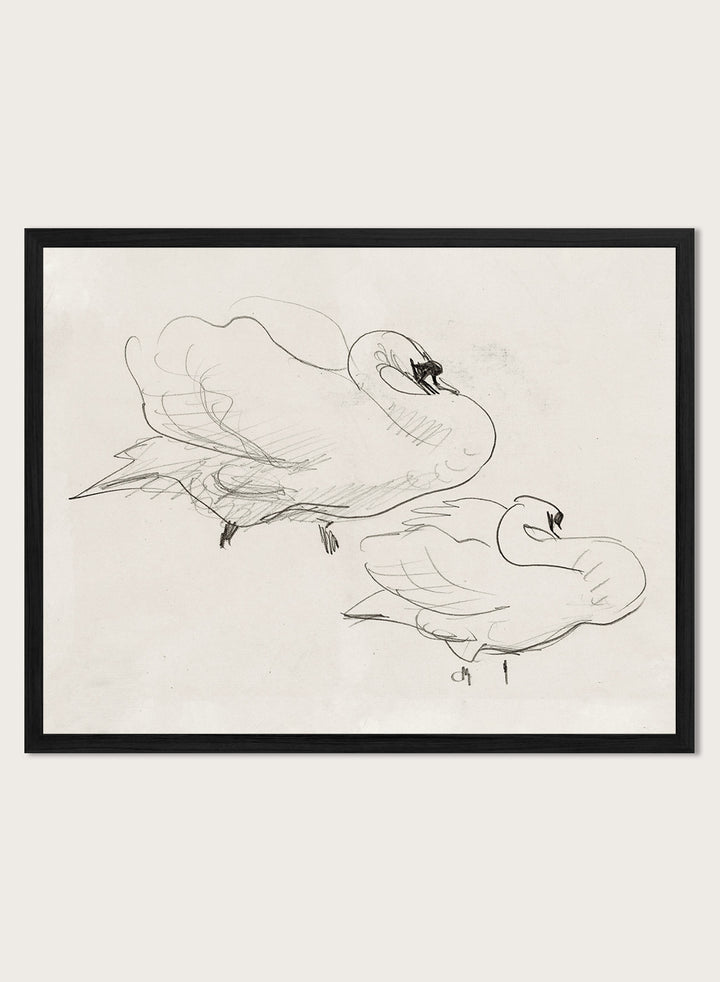 Studies of a Swan is a vintage pencil sketch print of two swans preening, a simple line drawing for a nature-inspired wall art collection.