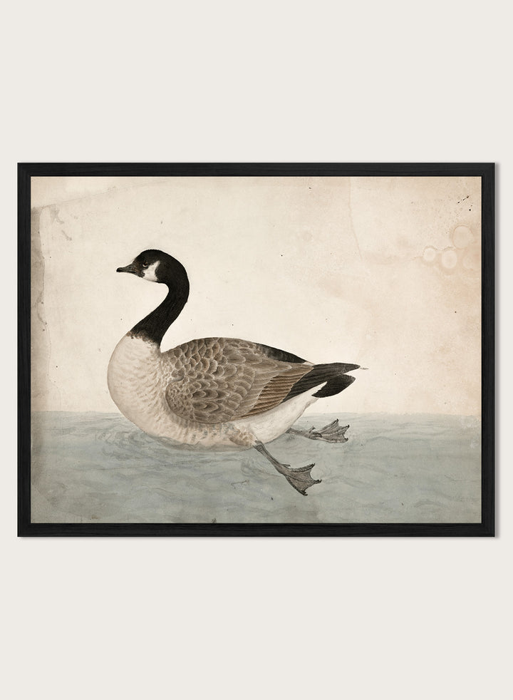 A Goose by James Sowerby is a vintage natural history animal print of a Canada goose swimming, a detailed bird study print for wall art lovers and collectors.