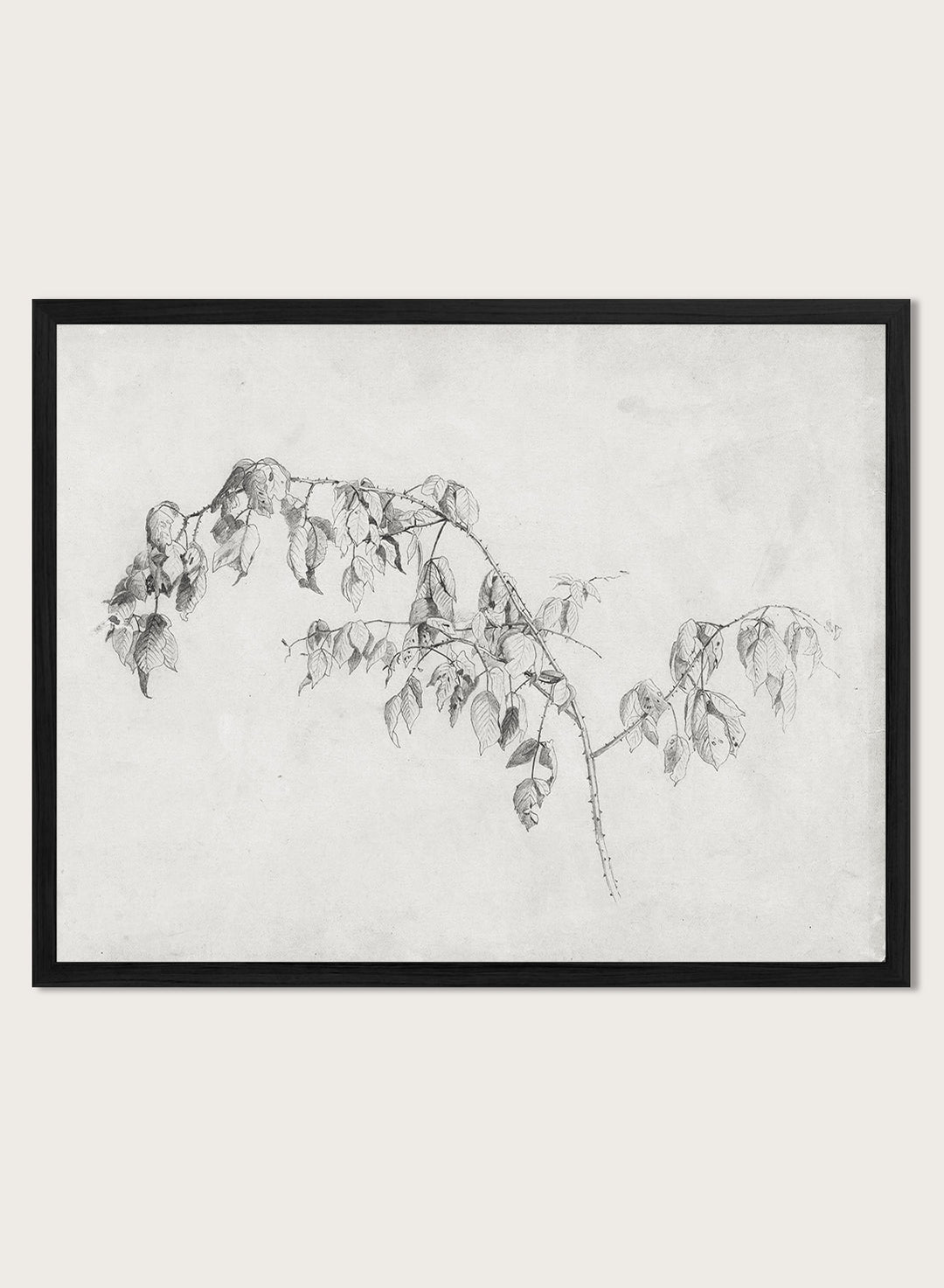 "Blackberry" Branch Sketch Art Print