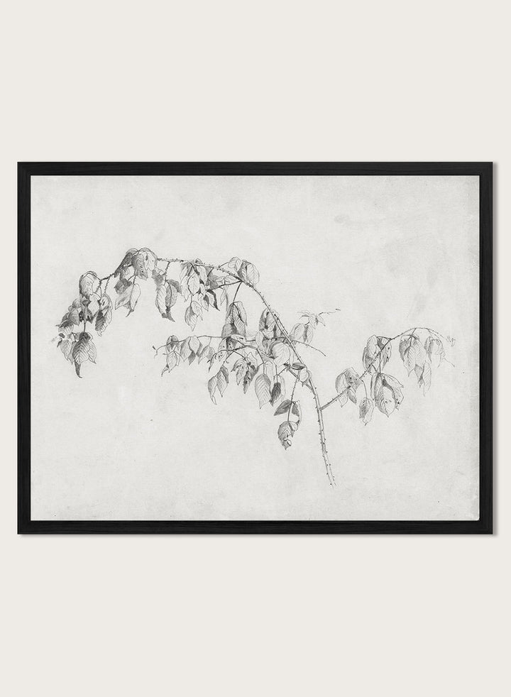 "Blackberry" Branch Sketch Art Print