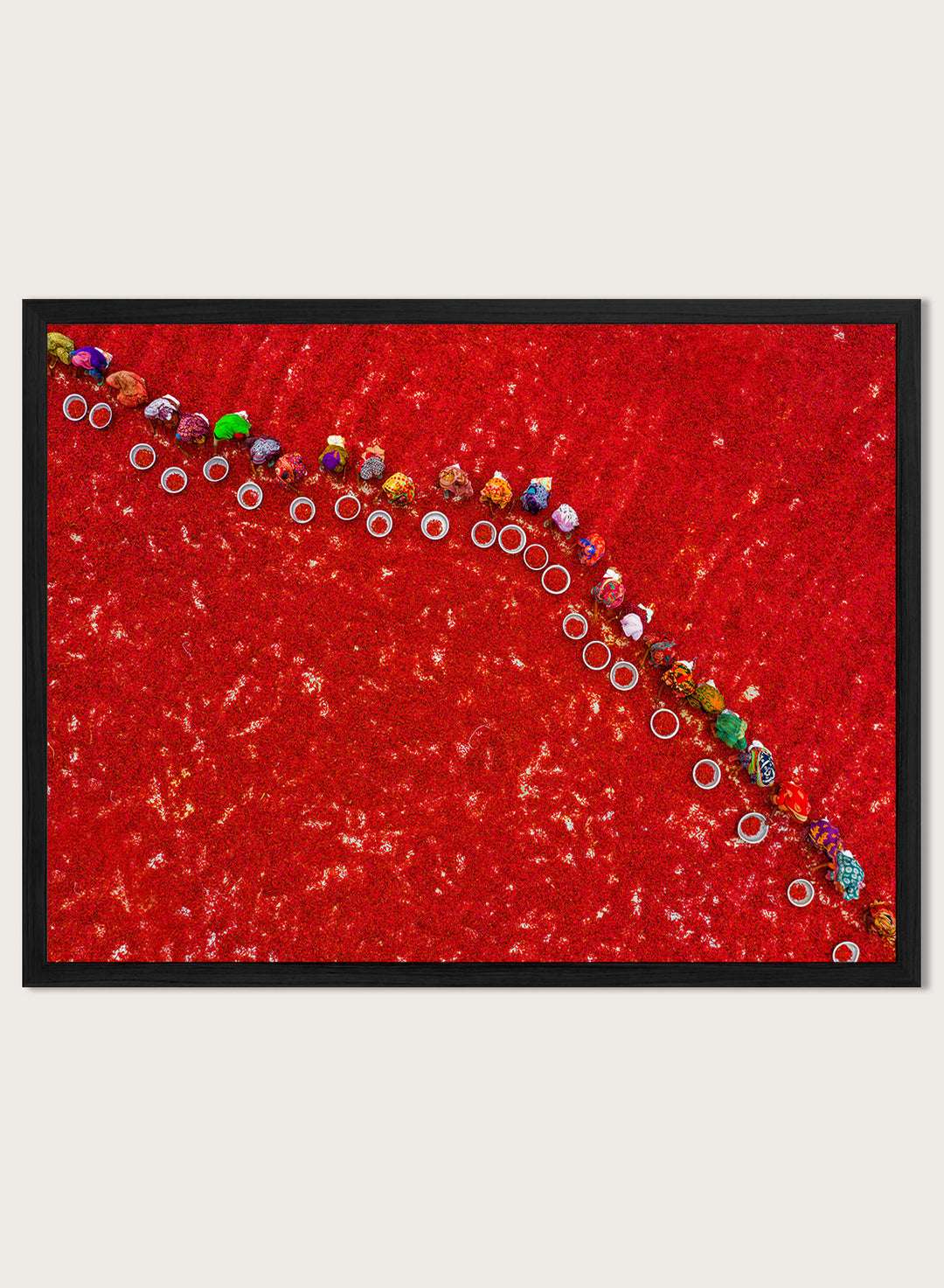 Picking Red Chilies by Azim Khan Ronnie aerial photography print showing workers harvesting red chilli fields Bangladesh, cultural documentary wall art poster
