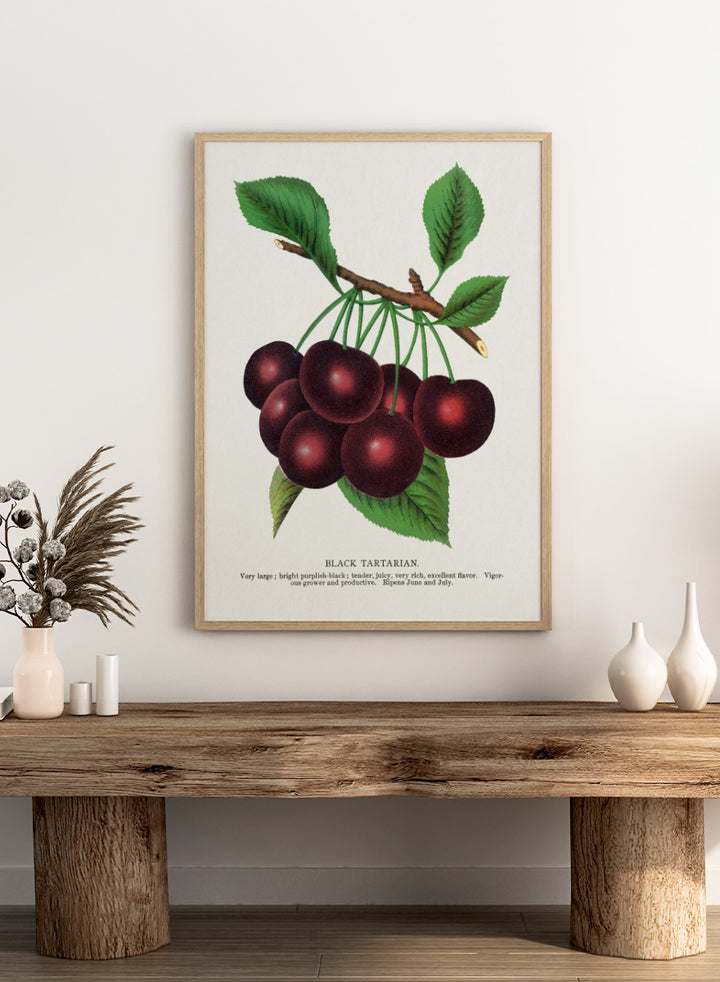 A vintage botanical illustration of a cluster of black tartarian cherries on a branch with green leaves, printed on a white background with descriptive text below. Black Tartarian Cherry Lithograph art print by Botanical Specimen Rochester Lithographing, a vintage botanical fruit illustration featuring dark cherries, green leaves, and original specimen text.