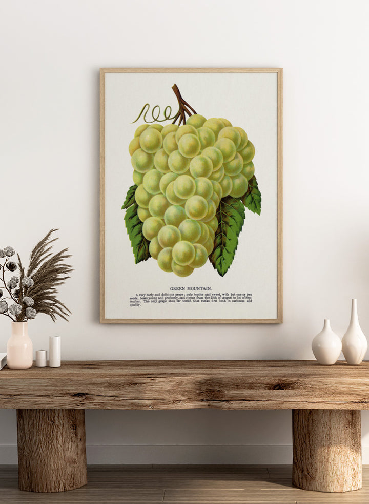 Vintage botanical illustration of a grape bunch with green leaves on a white page, captioned &