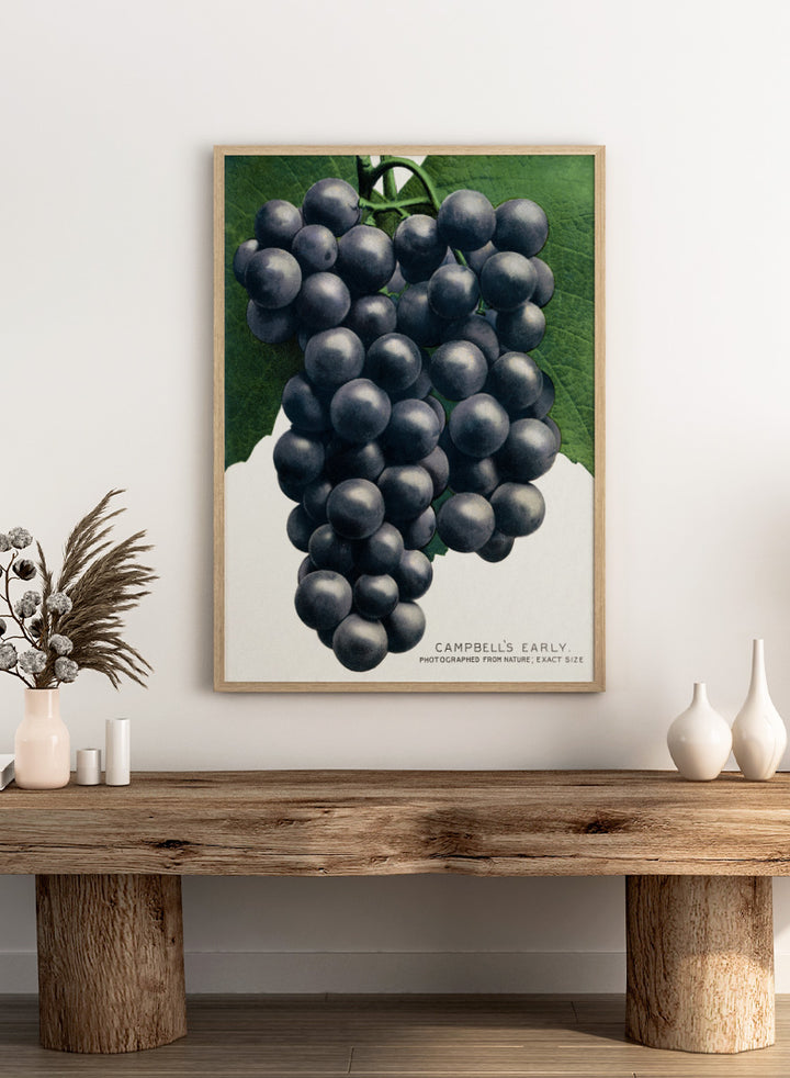 Vintage botanical illustration of a grape cluster hanging from a vine, with dark purple-black grapes and green leaves on a white background, captioned &
