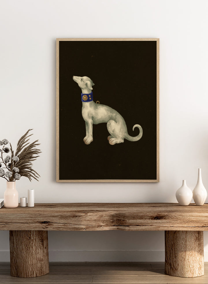 Shop Elegant White Greyhound by NKTN, a dog wall art print poster featuring a graceful white greyhound with a blue and gold collar on a dark background.